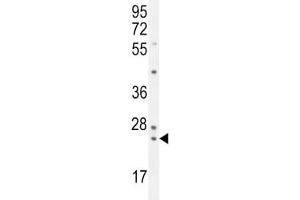 PAUF antibody western blot analysis in K562 lysate. (ZG16B antibody  (AA 109-137))