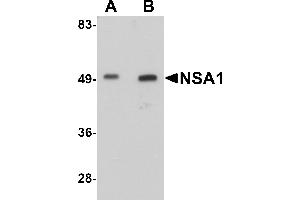 Western Blotting (WB) image for anti-Nsa1p (NSA1) (C-Term) antibody (ABIN1030550)