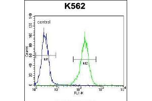 Flow cytometric analysis of K562 cells (right histogram) compared to a negative control cell (left histogram). (NKAIN1 antibody  (C-Term))