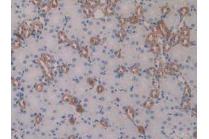 IHC-P analysis of Mouse Kidney Tissue, with DAB staining. (GDF15 antibody  (AA 193-296))