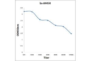 Antigen: 0. (CDC25B antibody  (pSer149))
