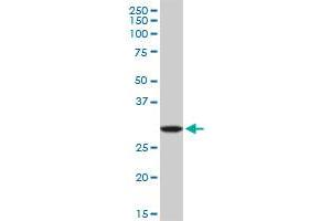 Western Blotting (WB) image for anti-Ribonuclease H2, Subunit A (RNASEH2A) (AA 1-299) antibody (ABIN523945)