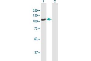 Western Blot analysis of UNC13D expression in transfected 293T cell line by UNC13D MaxPab polyclonal antibody.