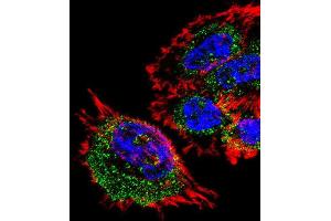 Immunofluorescence (IF) image for anti-Mitochondrial Ribosomal Protein L28 (MRPL28) antibody (ABIN3000729) (MRPL28 antibody)