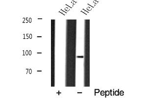 Western blot analysis of DNMT3B expression in HeLa cell lysate (DNMT3B antibody  (N-Term))