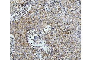IHC analysis of TXN2 using anti-TXN2 antibody (ABIN7602150). (TXN2 antibody  (AA 60-166))