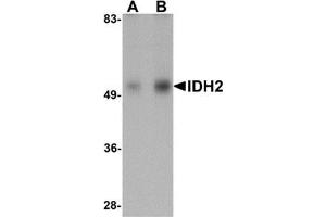 Western blot analysis of IDH2 in human heart tissue lysate with IDH2 antibody at (A) 1 and (B) 2 μg/ml.
