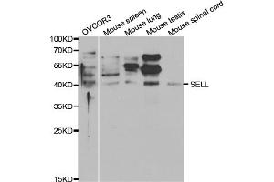 Western blot analysis of extracts of various cell lines, using SELL antibody (ABIN5970793) at 1/1000 dilution. (L-Selectin antibody)