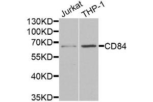 Western blot analysis of extracts of various cell lines, using CD84 antibody (ABIN5973833) at 1/1000 dilution. (CD84 antibody)