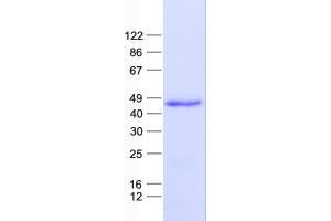 Validation with Western Blot