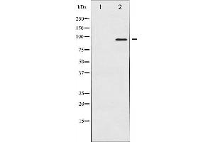 Western blot analysis of FKHRL1 expression in serum treated NIH-3T3 whole cell lysates,The lane on the left is treated with the antigen-specific peptide.