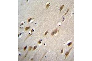 Immunohistochemistry analysis in formalin fixed and paraffin embedded human brain tissue reacted with HARB1 Antibody (N-term) followed by peroxidase conjugation of the secondary antibody and DAB staining. (HARBI1 antibody  (N-Term))