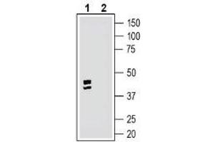 Western blot analysis of rat dorsal root ganglion lysate:1. (G Protein-Coupled Receptor 35 (GPR35) Peptide)
