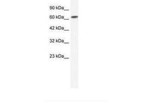 Image no. 1 for anti-gamma-aminobutyric Acid (GABA) A Receptor, beta 2 (GABRB2) (N-Term) antibody (ABIN202695)