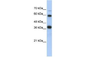 WB Suggested Anti-NRF1 Antibody Titration:  0.