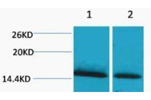 Western Blotting (WB) image for anti-Histone H1 (meLys25) antibody (ABIN3178811) (Histone H1 antibody  (meLys25))