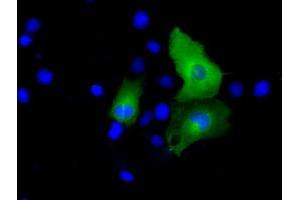 Anti-PSMC3 mouse monoclonal antibody (ABIN2453539) immunofluorescent staining of COS7 cells transiently transfected by pCMV6-ENTRY PSMC3 (RC201790). (PSMC3 antibody)