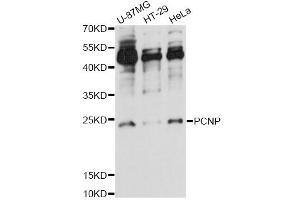 Western blot analysis of extracts of various cell lines, using PCNP antibody (ABIN6293974) at 1:1000 dilution.