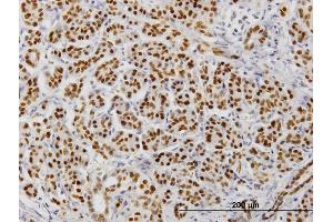 Immunoperoxidase of monoclonal antibody to FOXA2 on formalin-fixed paraffin-embedded human pancreas. (FOXA2 antibody  (AA 363-457))