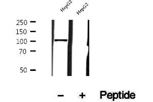 Western blot analysis of extracts of HepG2 cells, using MTHFD1L antibody. (MTHFD1L antibody  (C-Term))