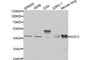Western blot analysis of extracts of various cell lines, using SGCE antibody (ABIN5973070) at 1/1000 dilution. (SGCE antibody)