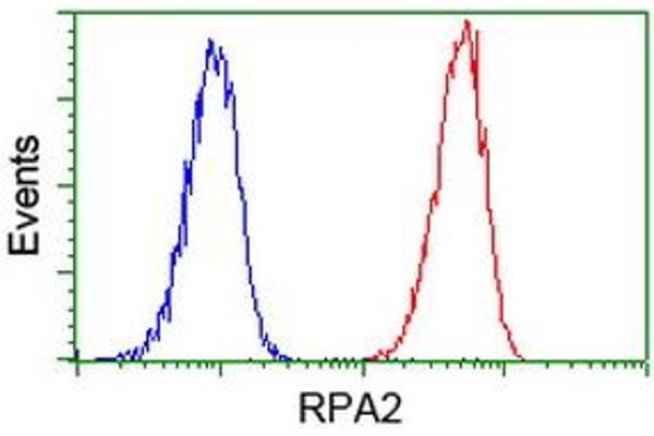 RPA2 antibody