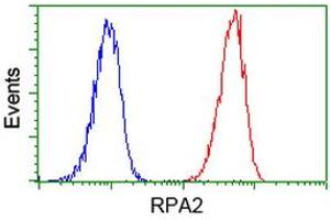 Image no. 14 for anti-Replication Protein A2, 32kDa (RPA2) antibody (ABIN1500733)