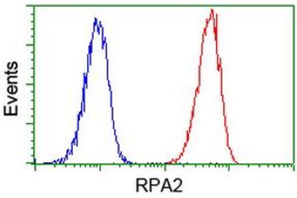 RPA2 抗体