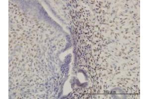 Image no. 1 for anti-Homeobox A11 (HOXA11) (AA 60-167) antibody (ABIN598748) (Homeobox A11 antibody  (AA 60-167))