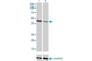 Western blot analysis of TRIM63 over-expressed 293 cell line, cotransfected with TRIM63 Validated Chimera RNAi (Lane 2) or non-transfected control (Lane 1). (TRIM63 antibody  (AA 254-352))