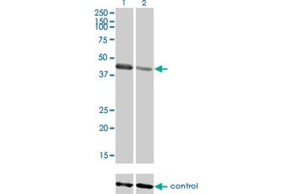 TRIM63 anticorps  (AA 254-352)