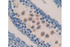 IHC-P analysis of Mouse Tissue, with DAB staining. (NEIL3 antibody  (AA 2-187))