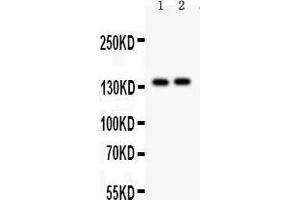 Anti- PER2 Picoband antibody, Western blotting All lanes: Anti PER2  at 0. (PER2 antibody  (AA 13-330))