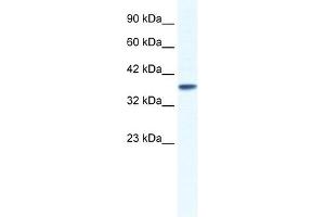 KCNK3 antibody used at 1.