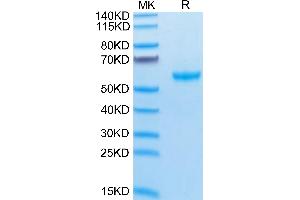 TNFSF13 Protein (Trimer) (His-Avi-DYKDDDDK Tag)