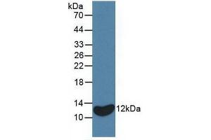 Detection of Recombinant IL8, Equine using Monoclonal Antibody to Interleukin 8 (IL8) (IL-8 antibody  (AA 23-101))