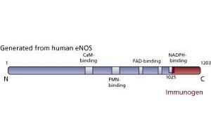 Image no. 1 for anti-Nitric Oxide Synthase 3 (Endothelial Cell) (NOS3) (AA 1025-1203) antibody (ABIN967887) (ENOS antibody  (AA 1025-1203))