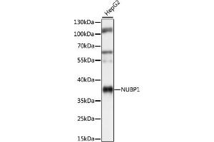 Western blot analysis of extracts of HepG2 cells, using NUBP1 antibody (ABIN7269062) at 1:1000 dilution. (NUBP1 antibody  (AA 201-320))