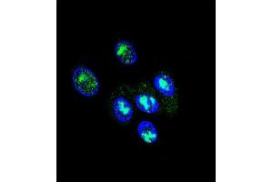 Confocal immunofluorescent analysis of FOXP2 Antibody (C-term) (ABIN651939 and ABIN2840465) with HepG2 cell followed by Alexa Fluor® 488-conjugated goat anti-rabbit lgG (green). (FOXP2 antibody  (AA 657-684))