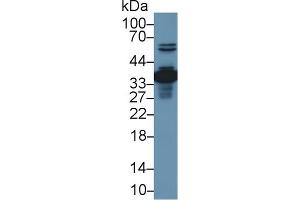 Western Blotting (WB) image for anti-Annexin A4 (ANXA4) (AA 3-151) antibody (ABIN7437596)