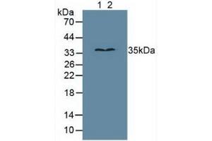 Figure. (MPG antibody  (AA 221-296))