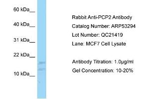 Western Blotting (WB) image for anti-Purkinje Cell Protein 2 (PCP2) (N-Term) antibody (ABIN971361) (Pcp2 antibody  (N-Term))
