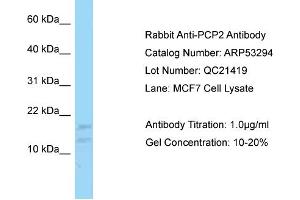 Western Blotting (WB) image for anti-Purkinje Cell Protein 2 (PCP2) (N-Term) antibody (ABIN2785330) (Pcp2 antibody  (N-Term))