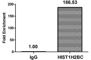 Chromatin Immunoprecipitation Hela (10 6 , treated with 30 mM sodium butyrate for 4h) were treated with Micrococcal Nuclease, sonicated, and immunoprecipitated with 5 μg anti-HIST1H2BC (ABIN7139151) or a control normal rabbit IgG. (Histone H2B antibody  (acLys116))