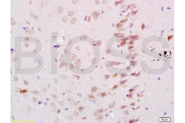 Neurocan antibody  (AA 1185-1257)