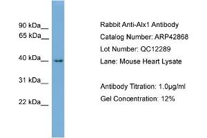 WB Suggested Anti-Alx1 Antibody Titration:  0. (ALX1 antibody  (N-Term))