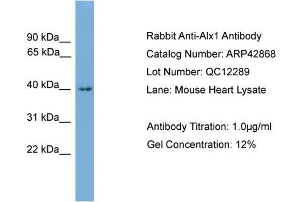 ALX1 antibody  (N-Term)