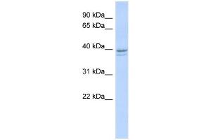 Western Blotting (WB) image for anti-Ribonucleotide Reductase M2 (RRM2) antibody (ABIN2458978) (RRM2 antibody)