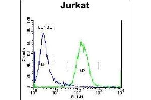 RBPJL Antibody (N-term) (ABIN655981 and ABIN2845365) flow cytometric analysis of Jurkat cells (right histogram) compared to a negative control cell (left histogram). (RBPJL antibody  (N-Term))