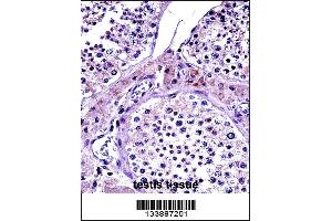 NR0B1 Antibody immunohistochemistry analysis in formalin fixed and paraffin embedded human testis tissue followed by peroxidase conjugation of the secondary antibody and DAB staining.